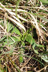 Crepis froelichiana froelichiana