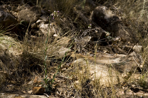 Wind Mountain Rock-cress (Boechera zephyra)