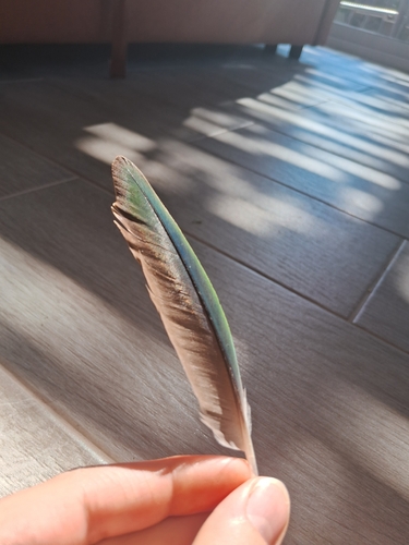 Plume de Conure veuve
