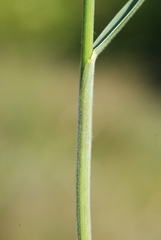 Bromus condensatus