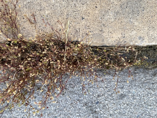 Trailing pearlwort (Sagina decumbens)