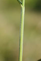 Bromus condensatus