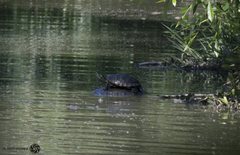 Trachemys venusta cataspila