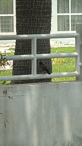 Common Myna