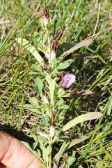 Chamaecytisus purpureus