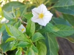 Lycianthes rantonnetii
