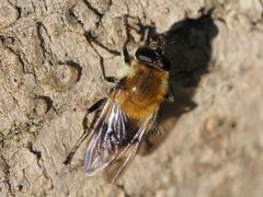 Criorhina floccosa