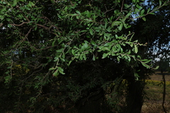 Alectryon diversifolius, photograph (c) Greg Tasney, some rights reserved (CC BY-SA)