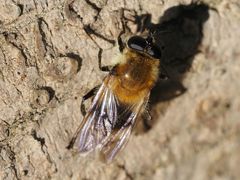 Criorhina floccosa