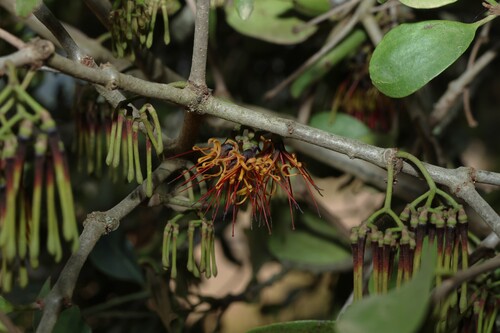 Amyema congener (Amyema congener)