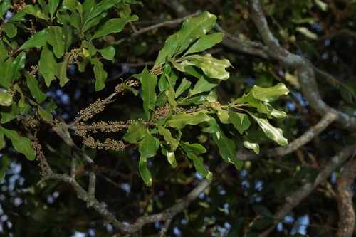 Myrsine variabilis observed 2026-08-06