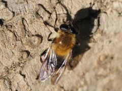 Criorhina floccosa
