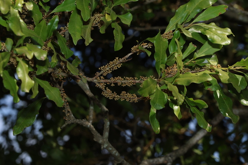 Myrsine variabilis, photograph 5