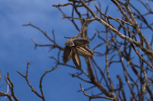 Flindersia australis, photograph 4