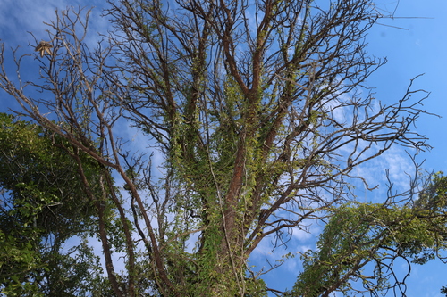 Flindersia australis, photograph 3