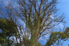 Flindersia australis, photograph (c) Greg Tasney, some rights reserved (CC BY-SA)