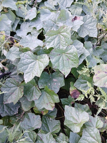 Menispermum dauricum