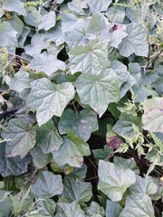 Menispermum dauricum