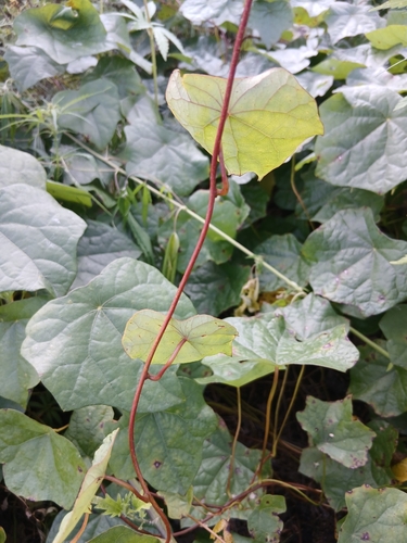 Menispermum dauricum, photograph 2