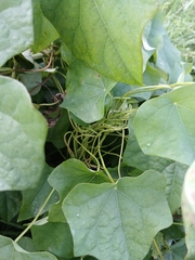 Menispermum dauricum, photograph (c) Святослав Власенко, some rights reserved (CC BY)