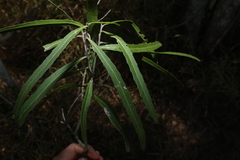 (c) Greg Tasney, some rights reserved (CC BY-SA) Denhamia pittosporoides, photograph (c) Greg Tasney, some rights reserved (CC BY-SA)