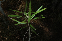 (c) Greg Tasney, some rights reserved (CC BY-SA) Denhamia pittosporoides, photograph (c) Greg Tasney, some rights reserved (CC BY-SA)