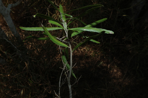 Denhamia pittosporoides, photograph 6