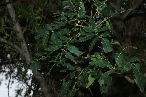 Flindersia australis, photograph 1