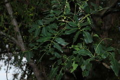 Flindersia australis, photograph (c) Greg Tasney, some rights reserved (CC BY-SA)