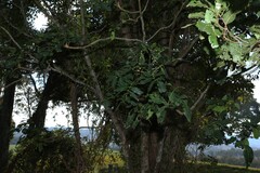 Flindersia australis, photograph (c) Greg Tasney, some rights reserved (CC BY-SA)