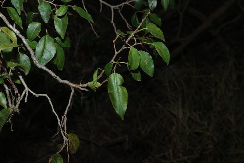 Excoecaria dallachyana, photograph 6