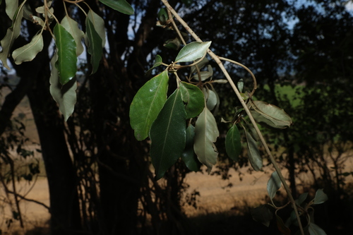 Croton insularis, photograph 5