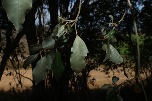 Croton insularis, photograph 6