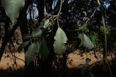 Croton insularis, photograph (c) Greg Tasney, some rights reserved (CC BY-SA)