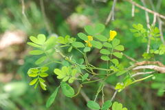 Hippocrepis emerus emerus