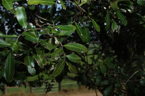 Cupaniopsis parvifolia, photograph 4