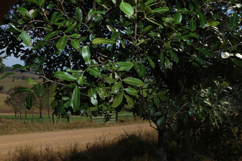 Cupaniopsis parvifolia, photograph 5