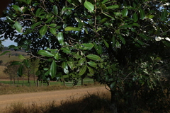 Cupaniopsis parvifolia, photograph (c) Greg Tasney, some rights reserved (CC BY-SA)