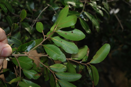 Cupaniopsis parvifolia, photograph 3