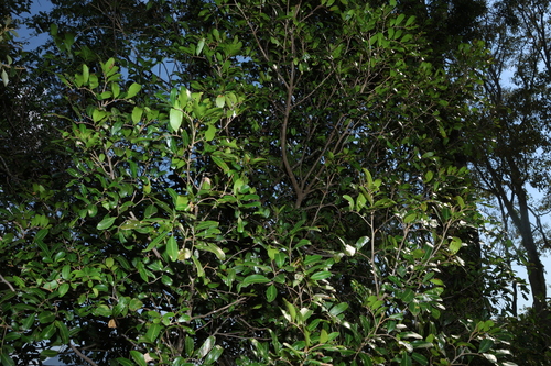 Cupaniopsis parvifolia, photograph 6