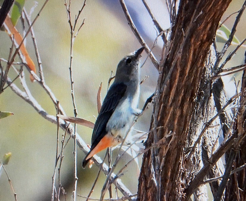 Mistletoebird