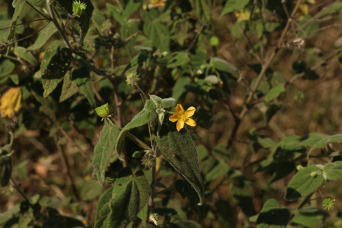 Abutilon oxycarpum, photograph 4