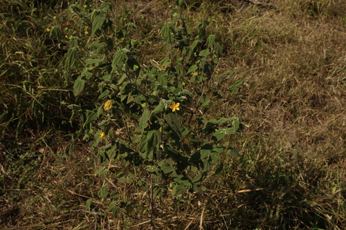 Abutilon oxycarpum, photograph 5