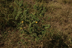 (c) Greg Tasney, some rights reserved (CC BY-SA) Abutilon oxycarpum, photograph (c) Greg Tasney, some rights reserved (CC BY-SA)