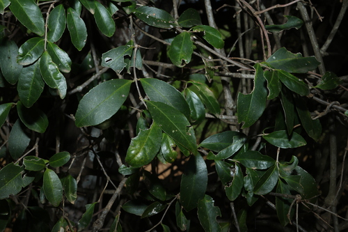 Loeseneriella barbata, photograph 6