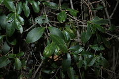 Loeseneriella barbata, photograph (c) Greg Tasney, some rights reserved (CC BY-SA)