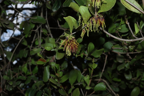 Amyema congener (Amyema congener)