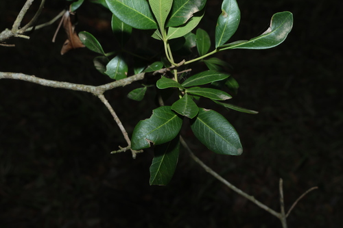 Flindersia collina, photograph 6