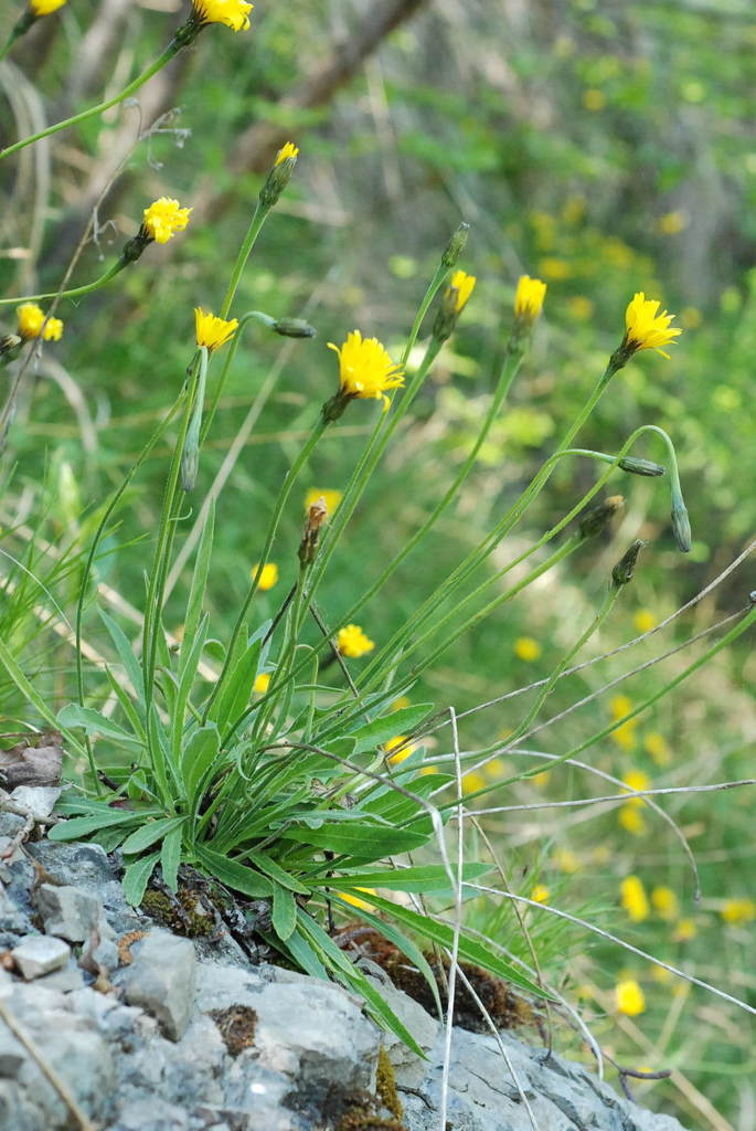 Leontodon tenuiflorus