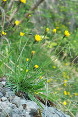 Leontodon tenuiflorus